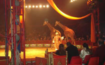 Circo Medrano